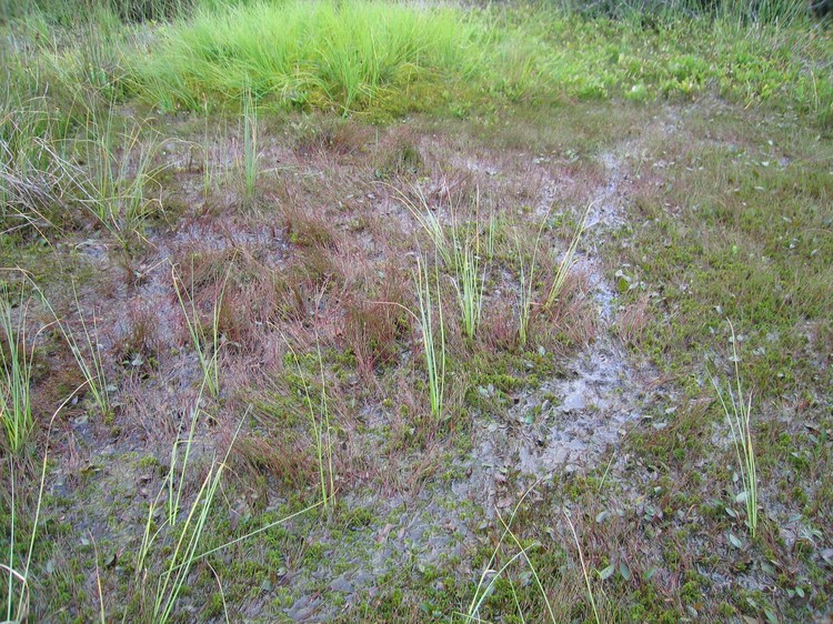 Juncus bulbosus